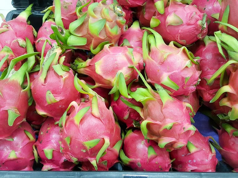 Dragon Fruit Cactus